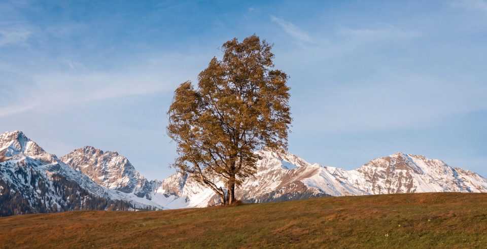 A single tree with autumn leaves on a meadow, snow-covered peaks under a blue sky behind it.