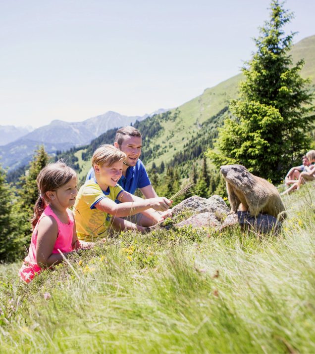 Two children and an adult watching a marmot on a rock in the mountain meadow.